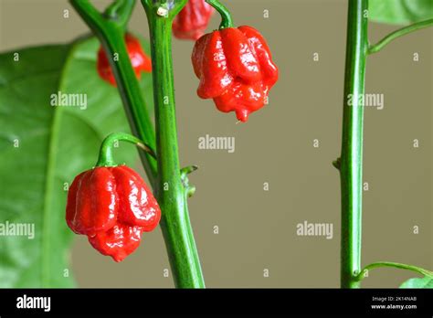 Carolina Reaper Hot Pepper Cultivar Of The Capsicum Chinense Plant In Guinness World