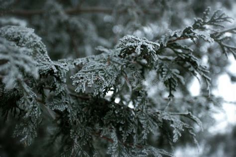 Snowy Cedar Tree In Urban Park Stock Image - Image of leaf, nature: 84030543