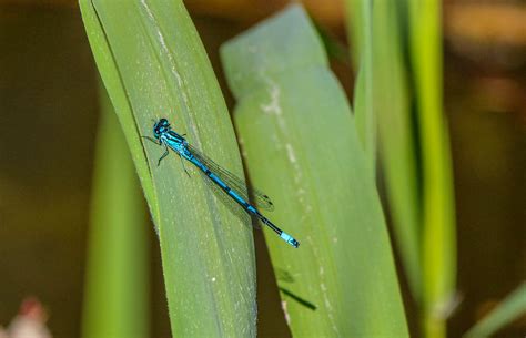 Damselflies - Hythe canal