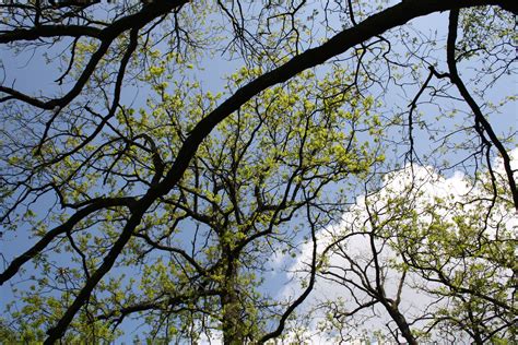 Fotos gratis árbol naturaleza bosque césped rama flor planta