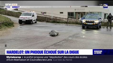 Pas de Calais un phoque échoué sur la digue à Hardelot