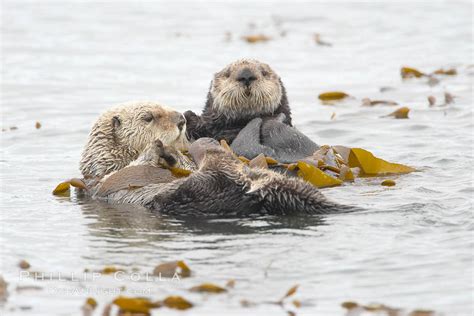 Two Sea Otters Float On Their Backs On The Ocean Surface Enhydra