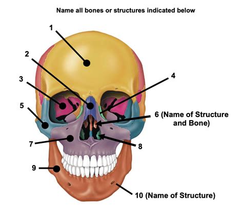 Lab Cranial Bones Diagram Quizlet