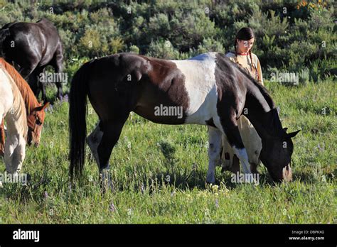Chimeric Paint Horse