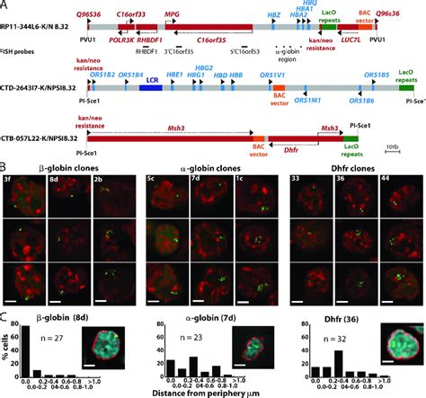 Construction And Initial Characterization Of Bac Transgenes A Bac