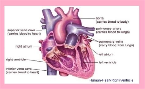 right heart ventricle | Anatomy System - Human Body Anatomy diagram and ...