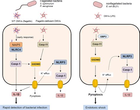 Frontiers Bacterial Outer Membrane Vesicle Mediated Cytosolic