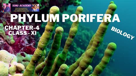 Porifera Animal Kingdom Biology Chapter 4 Class Xi Cbse