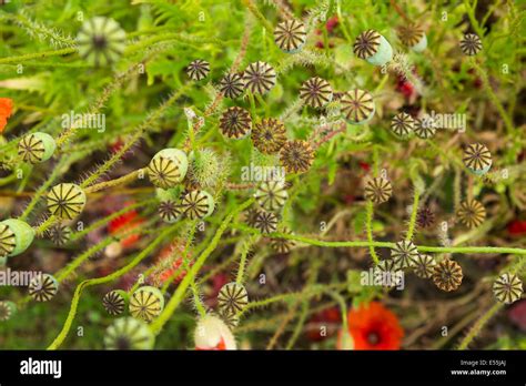 Common Poppy Papaver Rhoeas Seed Heads England June Stock Photo Alamy