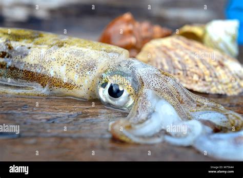 Giant Squid Eye Hi Res Stock Photography And Images Alamy