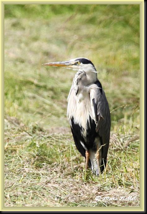 Ardea Cinerea Grey Heron Blauwe Reiger H Ron Cendr Flickr