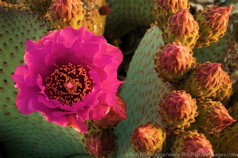 Beavertail Cactus Photos By Ron Niebrugge