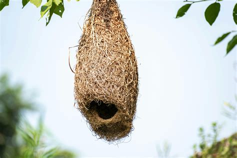 Parrot Nest Photos Download The Best Free Parrot Nest Stock Photos