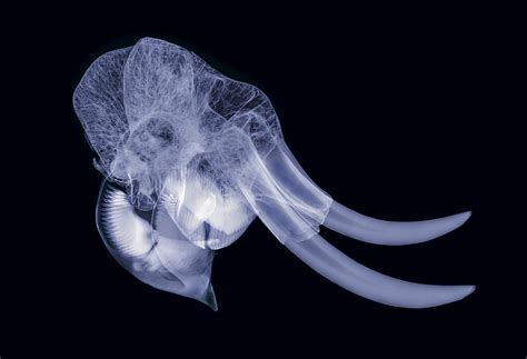 Elephant Buyxraysonline