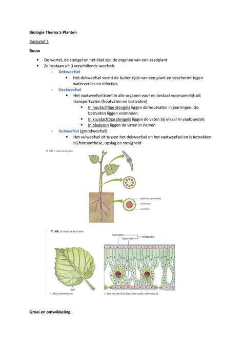 Biologie Samenvatting Vwo Thema Planten Biologie Thema Planten