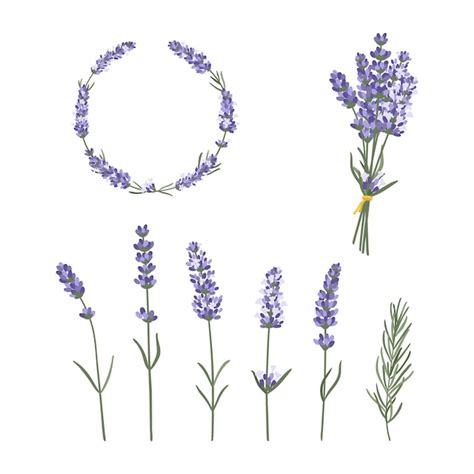 Set Di Cornice E Bouquet Di Fiori Di Lavanda Disegnati A Mano Elementi