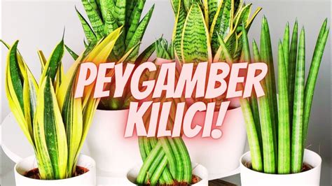 Pa A K L C Bak M K L I E I Peygamber K L C Sansevieria