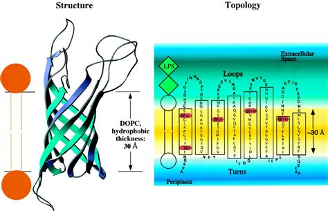 Structure And Assembly Of β Barrel Membrane Proteins210 Journal Of