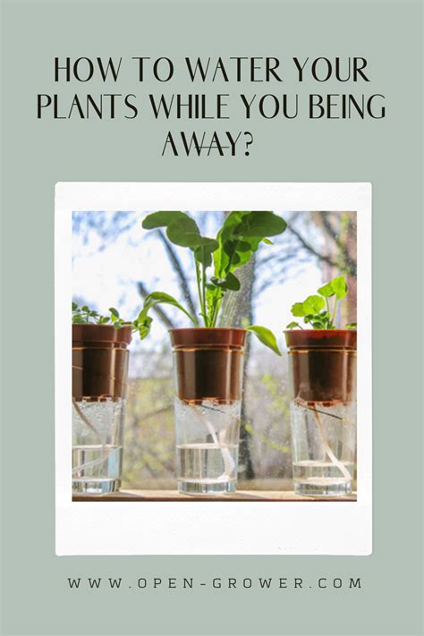 How To Water Your Plants While Youre Away