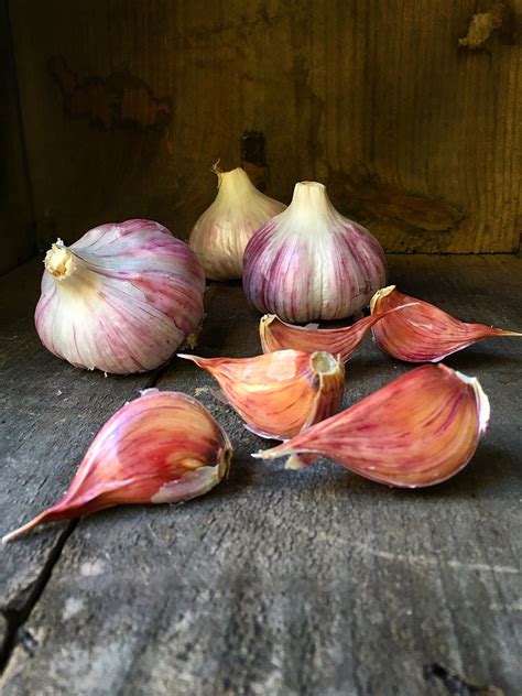 Finch Folly — How To Plant Garlic In The Fall