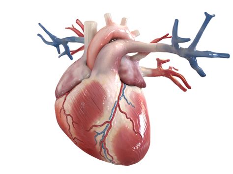 Sistema Cardiovascolare Esplora Salute Apoteca Natura