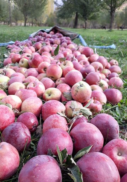 premium photo apple  field  orchard
