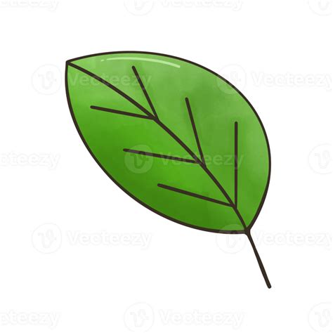The Green Leaf 26552189 Png