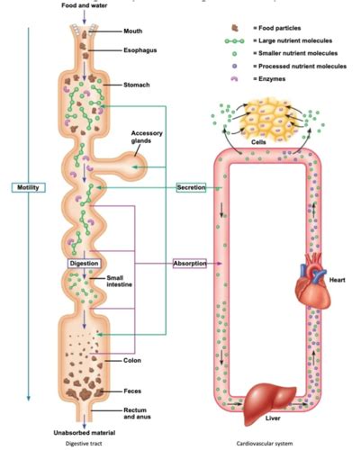 Ch 20 Gastrointestinal System Flashcards Quizlet