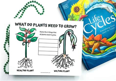 Free Plant Life Cycle Worksheets For Kids