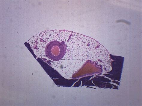 Eisco Circulatory System Artery Vein Nerve Cross Section Mammal