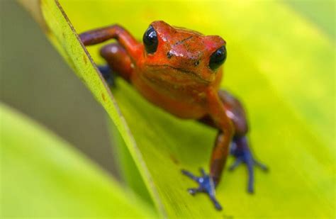 Strawberry Poison Dart Frogs And Their Parental Care - World Frog Day