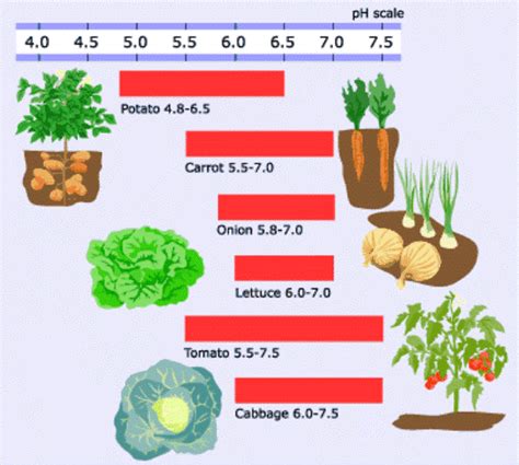 Soil pH - an overview | Facts About Soil