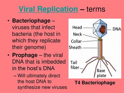 Chapter 19 Bacteria And Viruses Ppt Download