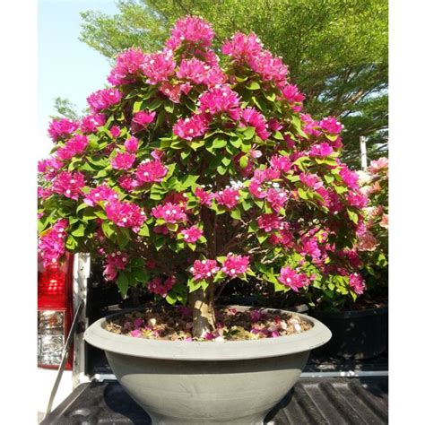 Jual TANAMAN BONSAI Bunga Bougenville SAMBUNGAN WARNA PINK Bunga