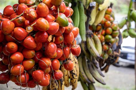 Pejibaye Fruit Stock Photos Free And Royalty Free Stock Photos From