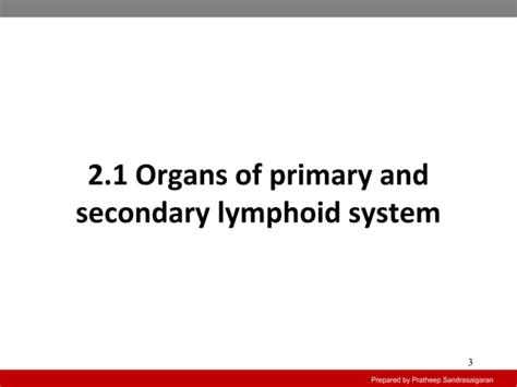 Primary And Secondary Lymphoid Organs Ppt Free Download