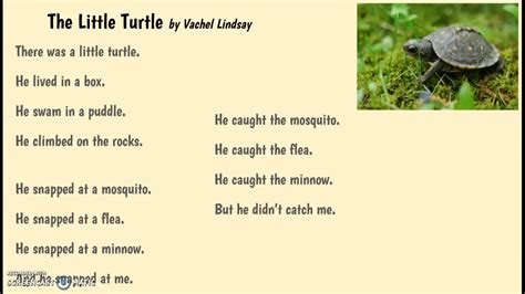 The Little Turtle By Vachel Lindsay Youtube