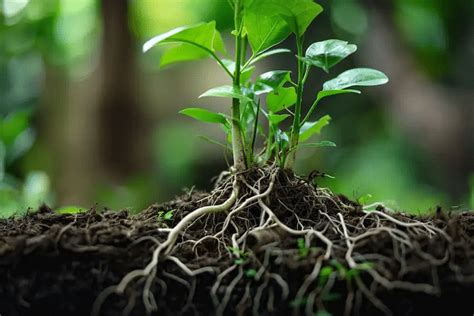 Lart De La Fertilisation Des Arbres Un Guide Sur La Technique Et Les