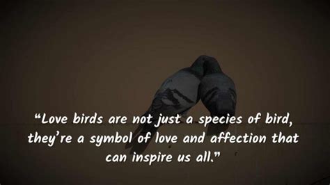 2025 Love Birds Quotes To Say "we Are Love Birds"