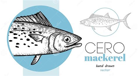 Hand Drawn Sketch Style Cero Mackerel Design Template Fish Restaurant