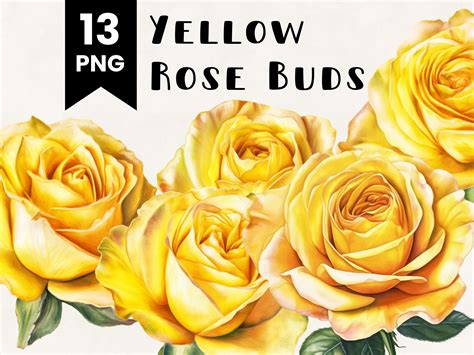 Yellow Rose Bud Flower Clipart Bundle Commercial Use Etsy