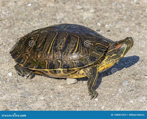 A Red Eared Slider An Invasive Species Stock Image Image Of Beauty