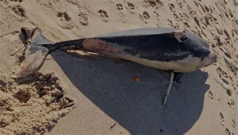 Vários Golfinhos deram à costa em praias de Torres Vedras Figueira da