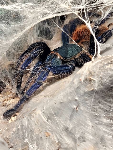 Sanity Check On Gbb Molt Sex R Tarantulas