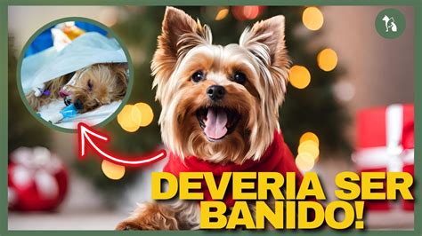 Era Para Ser Uma Festa De Natal Mas Virou Interna O No Veterin Rio