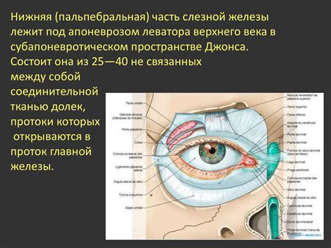 Анатомия слезных органов - презентация онлайн