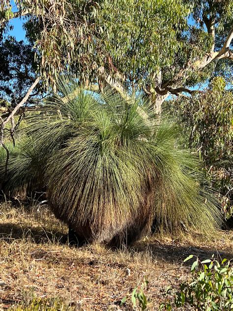 Australian Native Grass Trees