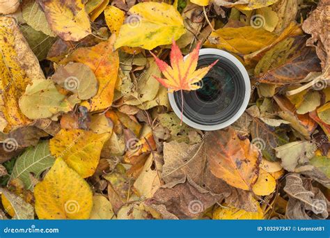 A Camera Lens Over A Colored Leaves Background In Autumn Stock Image