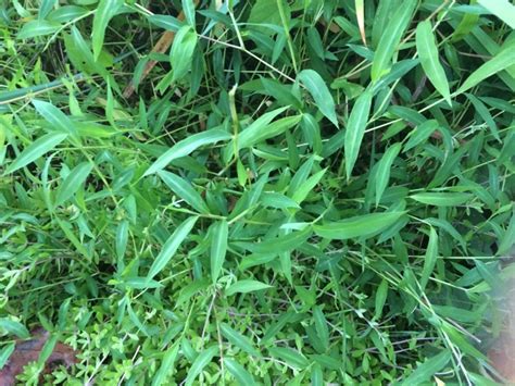 Japanese Stiltgrass