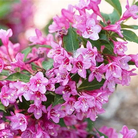 13 Summer Flowering Shrubs That Are Super Easy To Grow